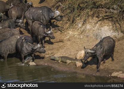 African buffalo and Nile crocodile in Kruger National park, South Africa ; Specie Syncerus caffer family of Bovidae. African buffalo and Nile crocodile in Kruger National park, South Africa
