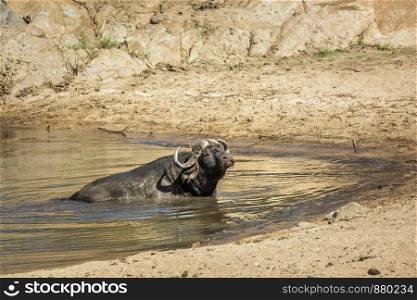 African buffalo bathing in waterhole in Kruger National park, South Africa ; Specie Syncerus caffer family of Bovidae. African buffalo in Kruger National park, South Africa