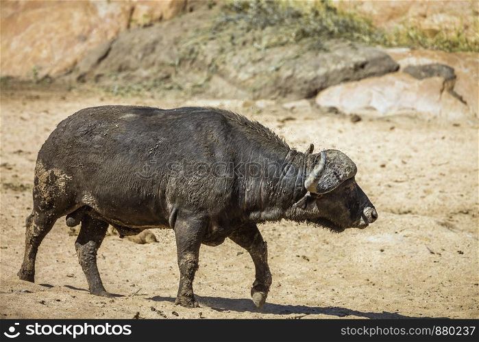 African buffalo bull walking in Kruger National park, South Africa ; Specie Syncerus caffer family of Bovidae. African buffalo in Kruger National park, South Africa