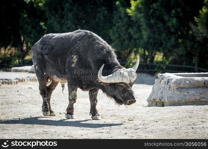 African buffalo full size in the safari park. African buffalo full size