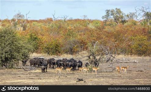 African buffalo herd and impalas in Kruger National park, South Africa ; Specie Syncerus caffer family of Bovidae. African buffalo in Kruger National park, South Africa