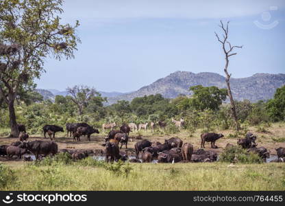 African buffalo herd and zebras in Kruger National park, South Africa ; Specie Syncerus caffer family of Bovidae. African buffalo in Kruger National park, South Africa