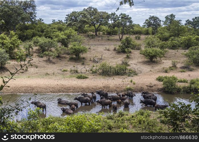 African buffalo herd bathing in river in Kruger National park, South Africa ; Specie Syncerus caffer family of Bovidae. African buffalo in Kruger National park, South Africa