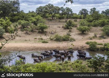 African buffalo herd bathing in river in Kruger National park, South Africa ; Specie Syncerus caffer family of Bovidae. African buffalo in Kruger National park, South Africa