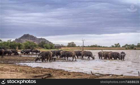 African buffalo herd drinking in lake in Kruger National park, South Africa ; Specie Syncerus caffer family of Bovidae. African buffalo in Kruger National park, South Africa