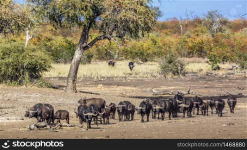 African buffalo herd walking in front view in Kruger National park, South Africa ; Specie Syncerus caffer family of Bovidae. African buffalo in Kruger National park, South Africa