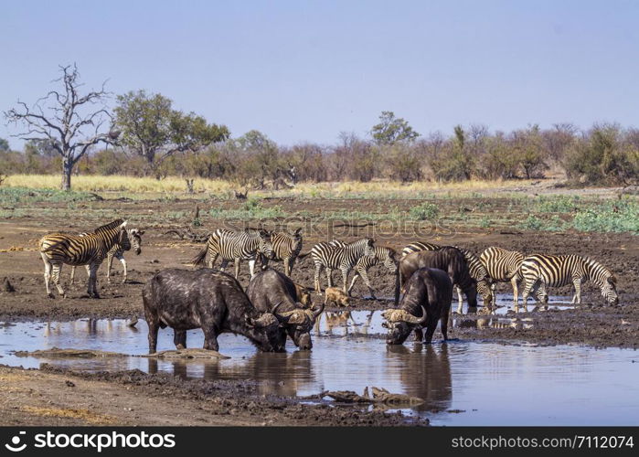 African buffalo in Kruger National park, South Africa ; Specie Syncerus caffer family of Bovidae. African buffalo in Kruger National park, South Africa