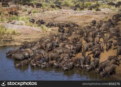 African buffalo in Kruger National park, South Africa ; Specie Syncerus caffer family of Bovidae. African buffalo in Kruger National park, South Africa