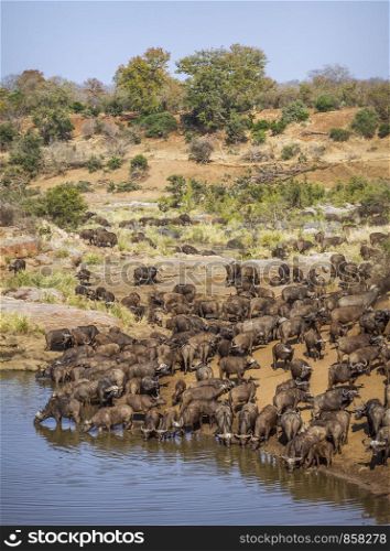 African buffalo in Kruger National park, South Africa ; Specie Syncerus caffer family of Bovidae. African buffalo in Kruger National park, South Africa