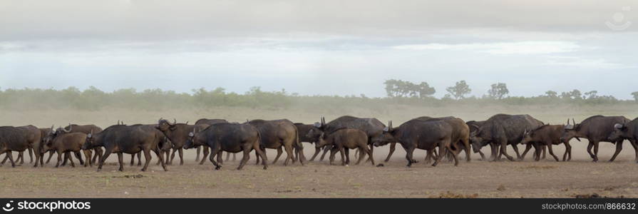 African buffalo in Kruger National park, South Africa ; Specie Syncerus caffer family of Bovidae. African buffalo in Kruger National park, South Africa