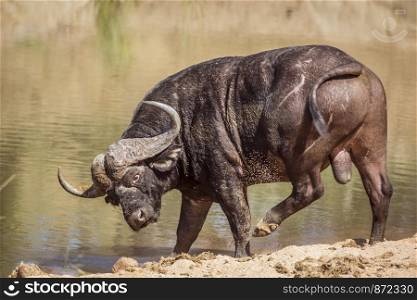 African buffalo in waterhole in Kruger National park, South Africa ; Specie Syncerus caffer family of Bovidae. African buffalo in Kruger National park, South Africa