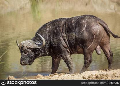 African buffalo in waterhole in Kruger National park, South Africa ; Specie Syncerus caffer family of Bovidae. African buffalo in Kruger National park, South Africa