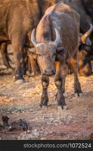 African buffalo starring at the camera in the Welgevonden game reserve, South Africa.