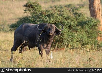 African buffalo (Syncerus caffer), Murchison Falls National Park, Uganda