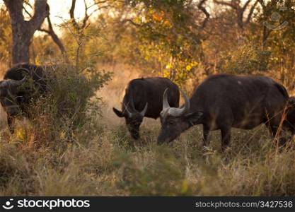 AFRICAN BUFFALO (Syncerus caffer) near Kruger National Park