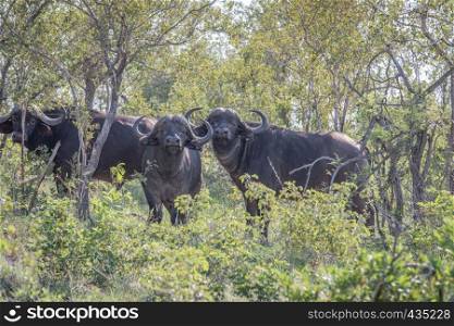 African buffaloes in the bushes in the Kruger National Park, South Africa.