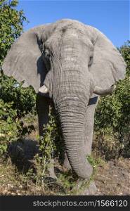 African Bull Elephant (Loxodonta africana) in the Savuti region of northern Botswana, Africa.