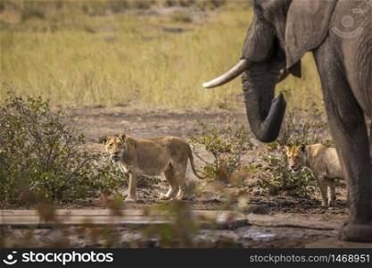 African bush elephant and two lioness at the same waterpond in Kruger National park, South Africa ; Specie Loxodonta africana family of Elephantidae. African bush elephant in Kruger National park, South Africa