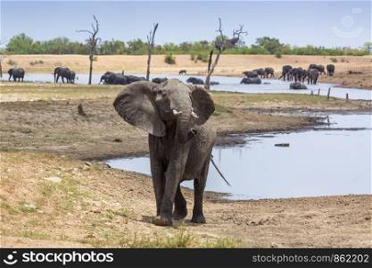 African bush elephant angry and charging in Kruger National park, South Africa ; Specie Loxodonta africana family of Elephantidae. African bush elephant in Kruger National park, South Africa