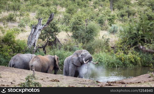 African bush elephant blowing water in Kruger National park, South Africa ; Specie Loxodonta africana family of Elephantidae. African bush elephant in Kruger National park, South Africa