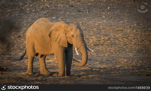 African bush elephant drinking in waterhole on riverbank in Kruger National park, South Africa ; Specie Loxodonta africana family of Elephantidae. African bush elephant in Kruger National park, South Africa