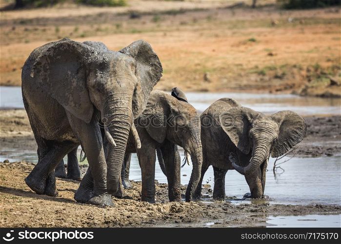 African bush elephant family drinking in waterhole in Kruger National park, South Africa ; Specie Loxodonta africana family of Elephantidae. African bush elephant in Kruger National park, South Africa