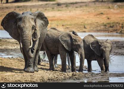 African bush elephant family drinking in waterhole in Kruger National park, South Africa ; Specie Loxodonta africana family of Elephantidae. African bush elephant in Kruger National park, South Africa