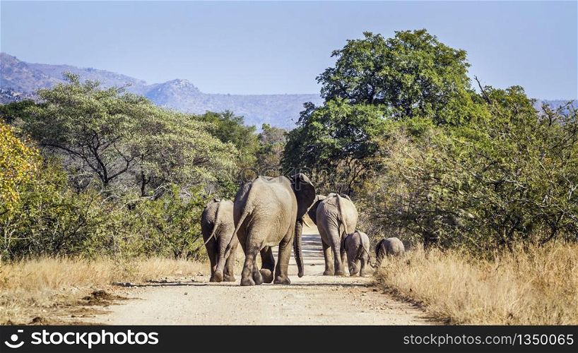 African bush elephant family walikng rear side on safari road in Kruger National park, South Africa ; Specie Loxodonta africana family of Elephantidae. African bush elephant in Kruger National park, South Africa
