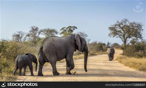 African bush elephant female with baby crossing safari road in Kruger National park, South Africa ; Specie Loxodonta africana family of Elephantidae. African bush elephant in Kruger National park, South Africa