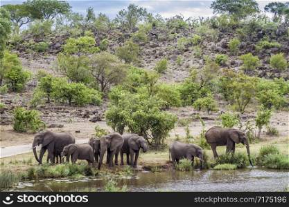 African bush elephant group drinking in waterhole in Kruger National park, South Africa ; Specie Loxodonta africana family of Elephantidae. African bush elephant in Kruger National park, South Africa