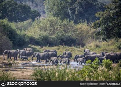 African bush elephant herd crossing river in Kruger National park, South Africa ; Specie Loxodonta africana family of Elephantidae. African bush elephant in Kruger National park, South Africa
