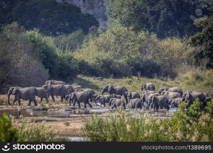 African bush elephant herd crossing river in Kruger National park, South Africa ; Specie Loxodonta africana family of Elephantidae. African bush elephant in Kruger National park, South Africa