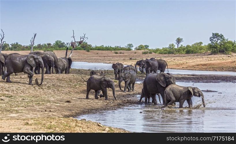 African bush elephant herd crossing waterhole in Kruger National park, South Africa ; Specie Loxodonta africana family of Elephantidae. African bush elephant in Kruger National park, South Africa