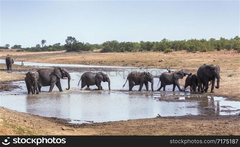 African bush elephant herd crossing waterhole in Kruger National park, South Africa ; Specie Loxodonta africana family of Elephantidae. African bush elephant in Kruger National park, South Africa