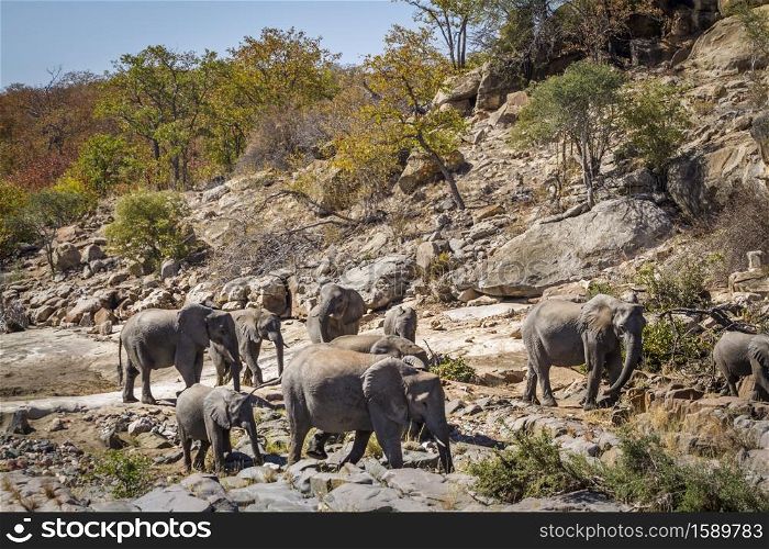 African bush elephant herd in boulder scenery in Kruger National park, South Africa ; Specie Loxodonta africana family of Elephantidae. African bush elephant in Kruger National park, South Africa