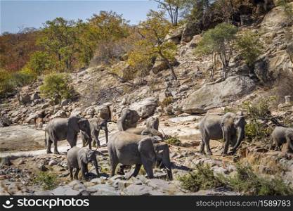 African bush elephant herd in boulder scenery in Kruger National park, South Africa ; Specie Loxodonta africana family of Elephantidae. African bush elephant in Kruger National park, South Africa