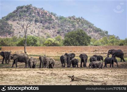 African bush elephant herd in Kruger National park scenery, South Africa ; Specie Loxodonta africana family of Elephantidae. African bush elephant in Kruger National park, South Africa