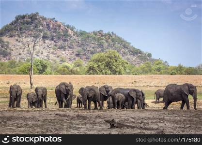 African bush elephant herd in Kruger National park scenery, South Africa ; Specie Loxodonta africana family of Elephantidae. African bush elephant in Kruger National park, South Africa