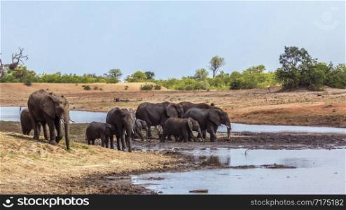 African bush elephant herd in lake side in Kruger National park, South Africa ; Specie Loxodonta africana family of Elephantidae. African bush elephant in Kruger National park, South Africa