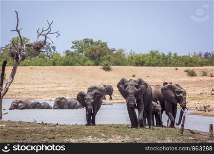 African bush elephant herd walking en front view in Kruger National park, South Africa ; Specie Loxodonta africana family of Elephantidae. African bush elephant in Kruger National park, South Africa