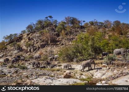 African bush elephant herd walking in boulder scenery in Kruger National park, South Africa ; Specie Loxodonta africana family of Elephantidae. African bush elephant in Kruger National park, South Africa