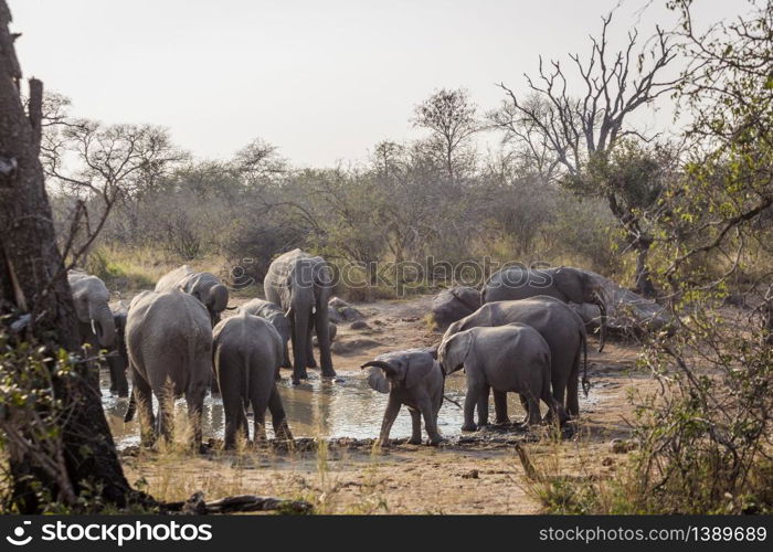 African bush elephant herd with baby in waterhole in Kruger National park, South Africa ; Specie Loxodonta africana family of Elephantidae. African bush elephant in Kruger National park, South Africa