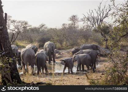 African bush elephant herd with baby in waterhole in Kruger National park, South Africa ; Specie Loxodonta africana family of Elephantidae. African bush elephant in Kruger National park, South Africa