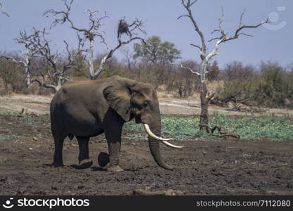 African bush elephant in Kruger National park, South Africa ; Specie Loxodonta africana family of Elephantidae. African bush elephant in Kruger National park, South Africa