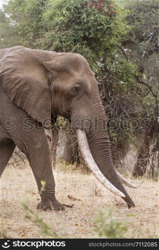 African bush elephant in Kruger National park, South Africa ; Specie Loxodonta africana family of Elephantidae. African bush elephant in Kruger National park, South Africa