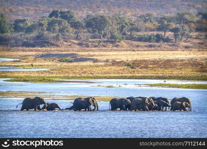 African bush elephant in Kruger National park, South Africa ; Specie Loxodonta africana family of Elephantidae. African bush elephant in Kruger National park, South Africa