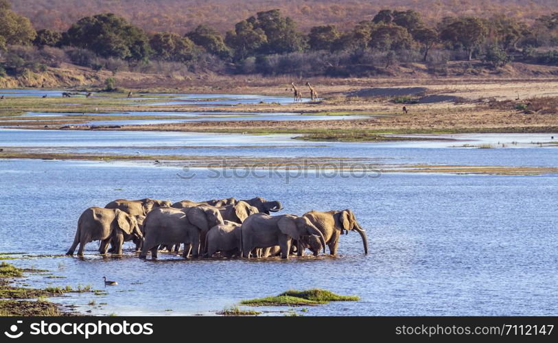 African bush elephant in Kruger National park, South Africa ; Specie Loxodonta africana family of Elephantidae. African bush elephant in Kruger National park, South Africa