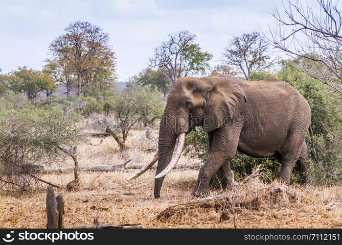 African bush elephant in Kruger National park, South Africa ; Specie Loxodonta africana family of Elephantidae. African bush elephant in Kruger National park, South Africa