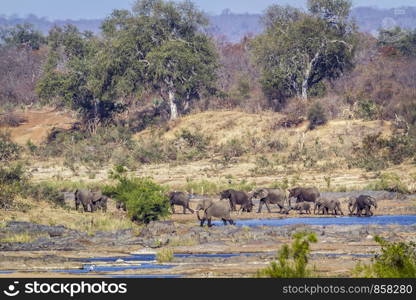 African bush elephant in Kruger National park, South Africa ; Specie Loxodonta africana family of Elephantidae. African bush elephant in Kruger National park, South Africa