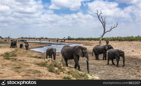 African bush elephant in Kruger National park, South Africa ; Specie Loxodonta africana family of Elephantidae. African bush elephant in Kruger National park, South Africa